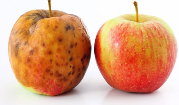 Scrotox Apple